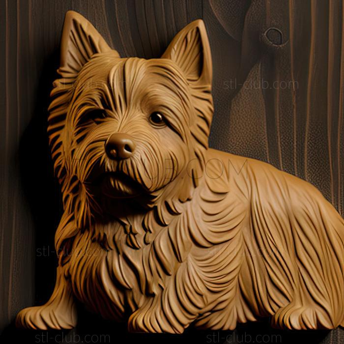 st Norwich Terrier dog